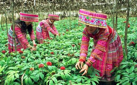三七價(jià)格，三七粉價(jià)格
